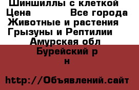 Шиншиллы с клеткой › Цена ­ 8 000 - Все города Животные и растения » Грызуны и Рептилии   . Амурская обл.,Бурейский р-н